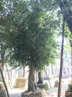 【小葉榕苗木直轄、品質(zhì)保證、最新報價】綠化苗木,價格,廠家,供應(yīng)商,花木,龍海市東泗興輝園藝場 - 產(chǎn)品庫