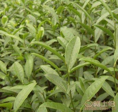 【貴州福選九號茶苗批發%福選9號茶苗哪家好】福選九號茶苗,價格,廠家,供應商,其他農業,雅安市名山區惠農苗木種植農民專業合作社 - 產品庫