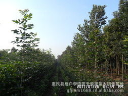 惠民縣皂戶李鎮(zhèn)藍天景觀苗木銷售基地 綠化苗木產(chǎn)品與花卉種植指南